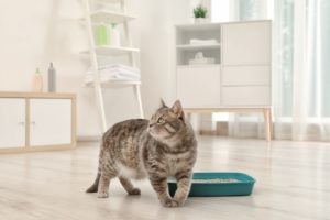 Beitragsbild zu Katzenklo Test 2019