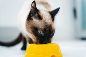 Katze frisst hochwertiges Katzenfutter