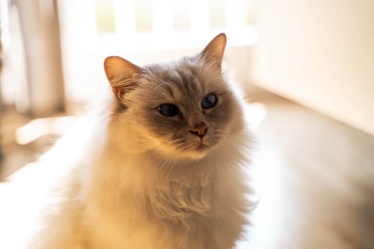 Leo_1