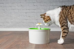 Beitragsbild Trinkbrunnen Test