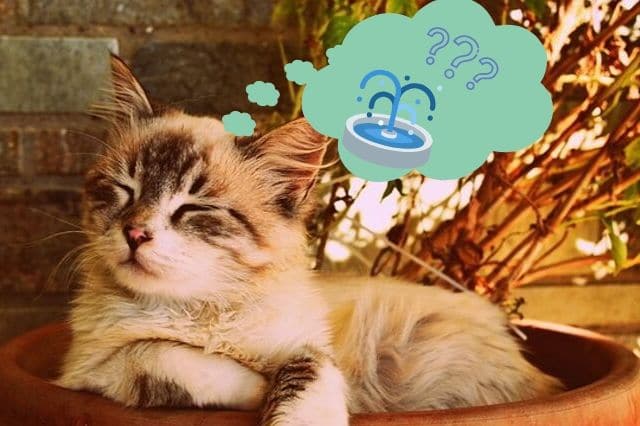 Warum ein Katzentrinkbrunnen benötigt wird
