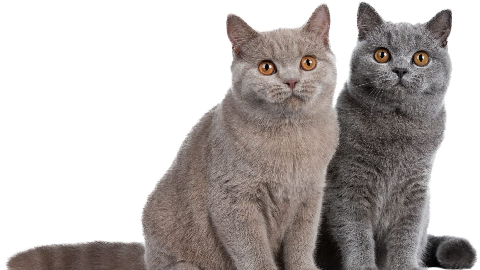 Katze oder Kater? Die wichtigsten Unterschiede
